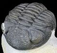 Bumpy Drotops Trilobite - Nice Preperation #55972-3